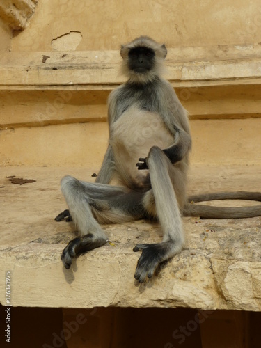 Monkey in India
