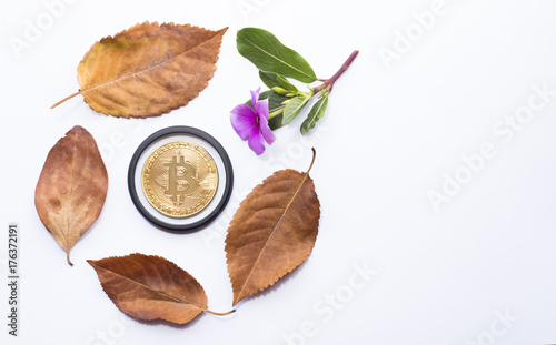 Gold bitcoin on autumn leaves on white background