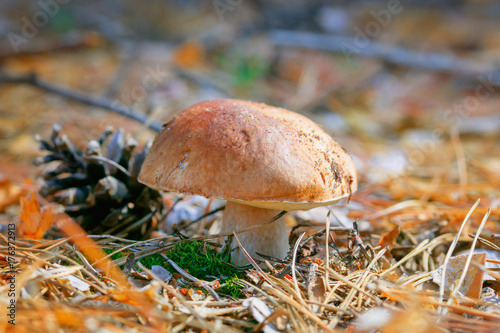 mushroom in the forest. Autumn background