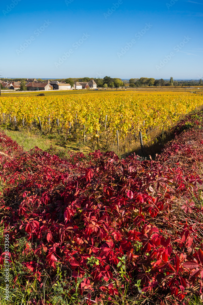campagne viticole en automne