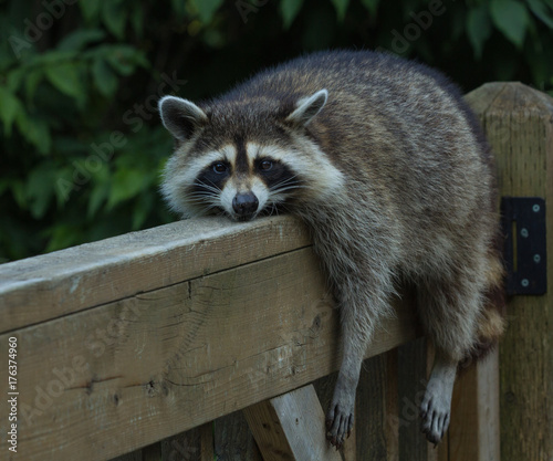 Young raccoon resting on deck railing on a very hot day, looking into the  camera lens..