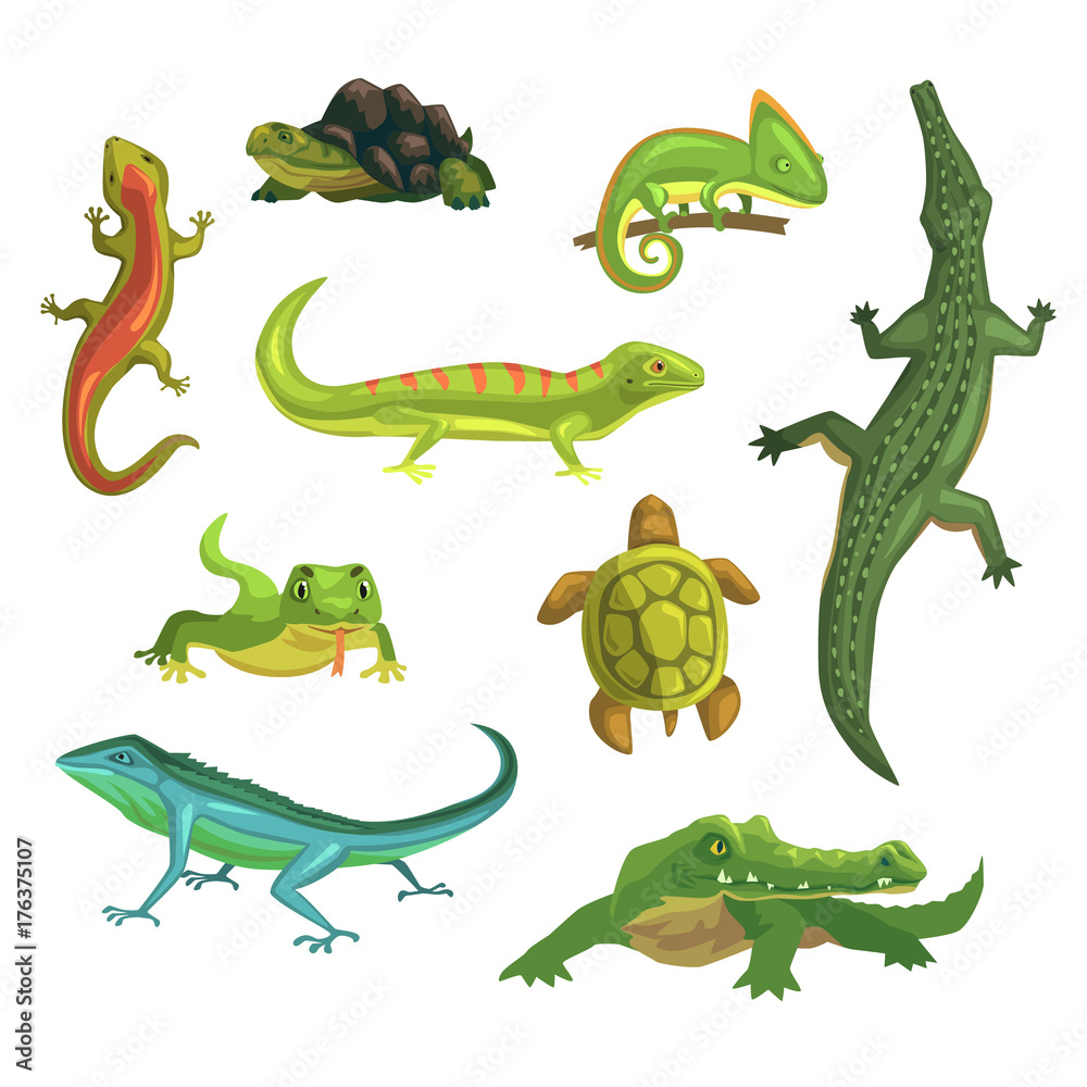 Fototapeta premium Reptiles and amphibians set of vector Illustrations