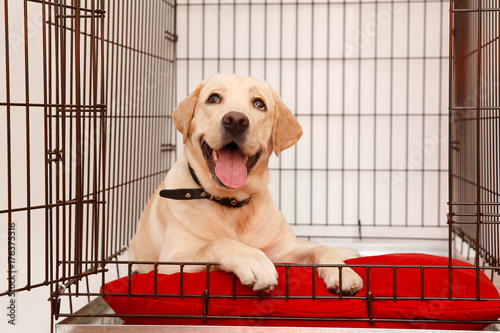 Dog in cage. Isolated background. Happy labrador lies in an iron box