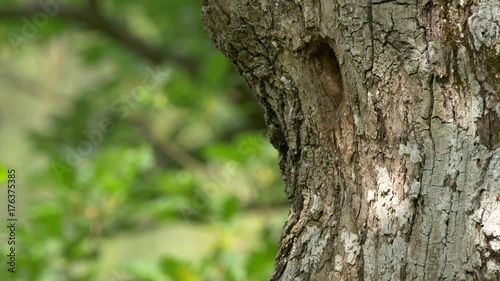 Eurasian hoopoe (Upupa epops) nesting photo