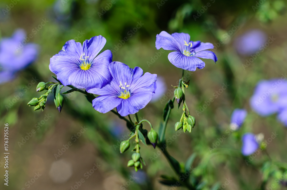 Blue linen flowers