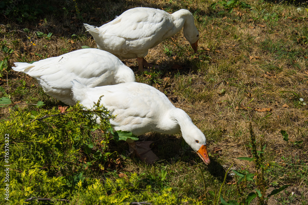 Naklejka premium Flock of free range geese