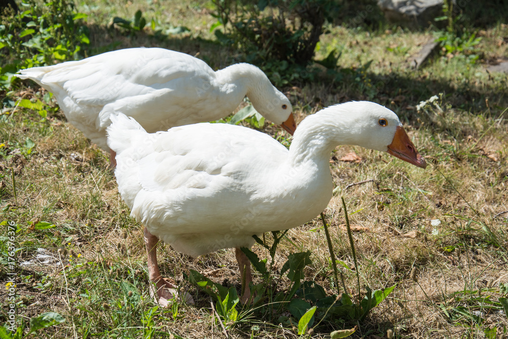 Naklejka premium Flock of free range geese