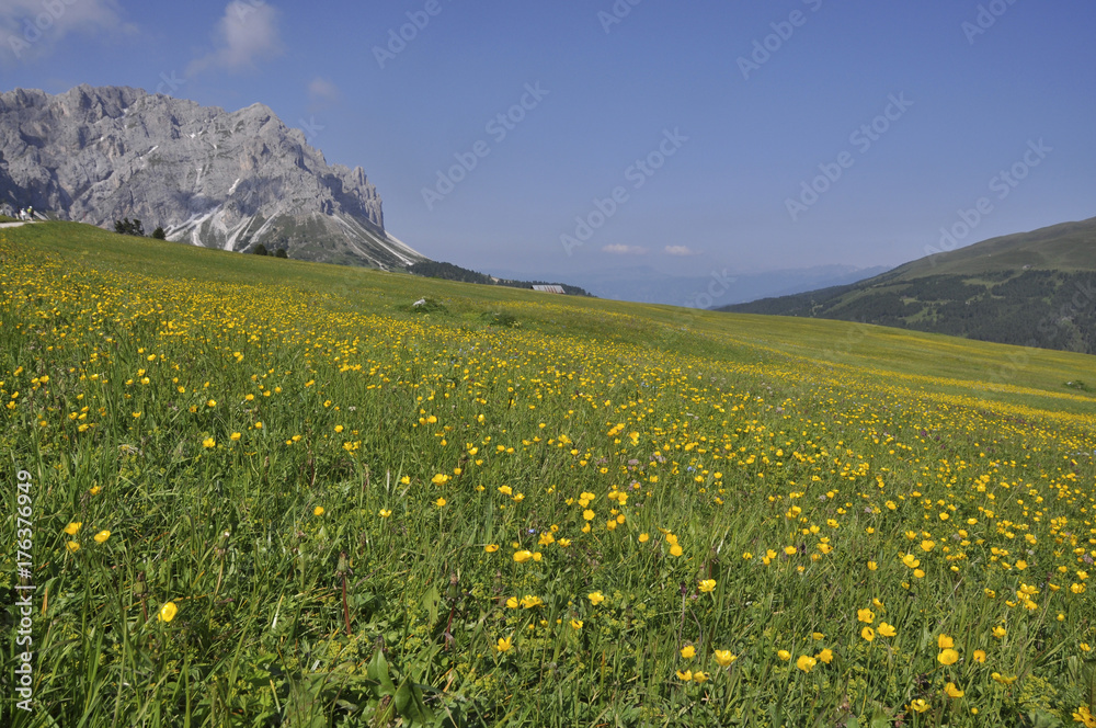 Blumenwiese mit (Ranunculus arvensis) 