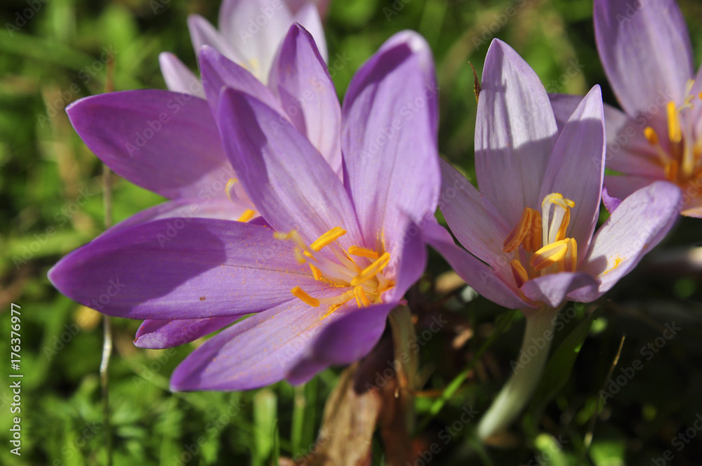 Herbstzeitlose Blüten (Colchicum autumnale) Herbstzeitlose Blüten (Colchicum autumnale)