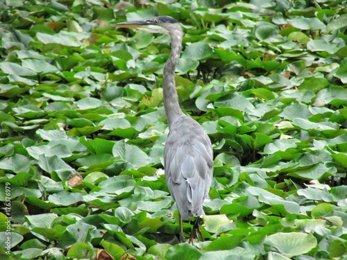 A Gray Heron in a lake covered with lily pads 