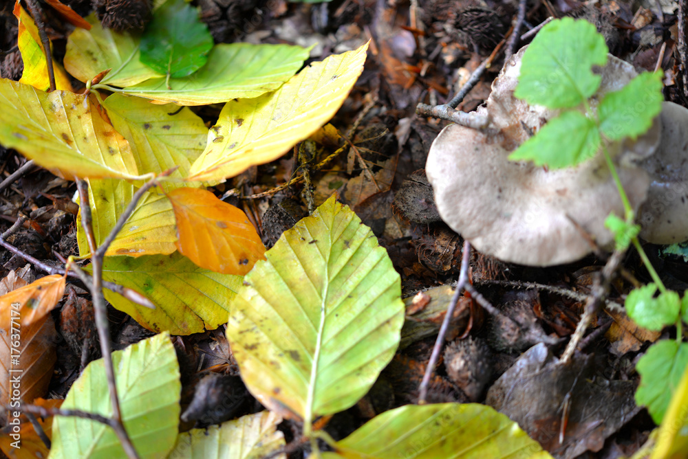 Waldboden im Herbst mit gelben Buchen Blättern
Waldboden im Herbst mit gelben Buchen Blättern