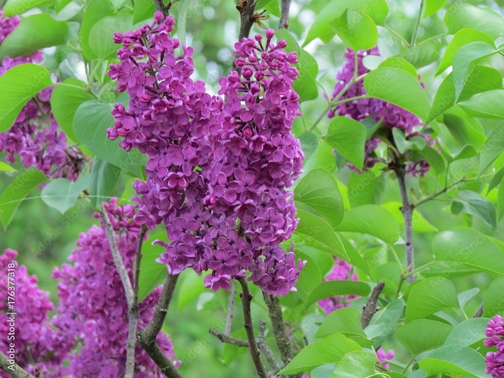 Remember the smell of Lilacs! (The Vast Russia! Sergey, Bryansk.) Remember the smell of Lilacs! (The Vast Russia! Sergey, Bryansk.)