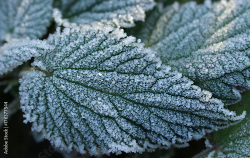 Cuadro en lienzo frozen nettle leaves