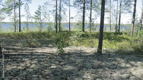 The wind is waving vegetation on the shore lake photo