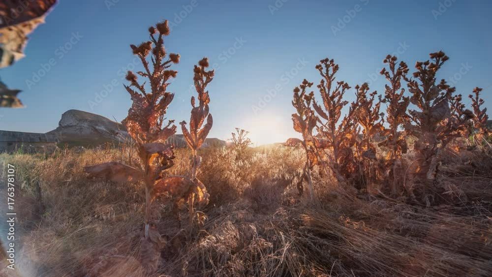 The camera slides between the plants overlooking the beautiful dawn.
Sunrise in the desert dry countryside. A camel thorn in the background of a beautiful dawn. Cretaceous mountains. 4K