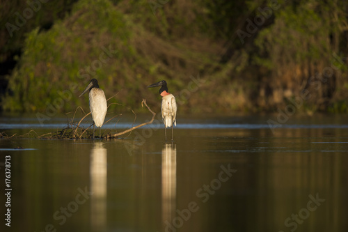 Jabiru Storch im Fluss