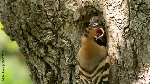 Eurasian hoopoe (Upupa epops) nesting photo