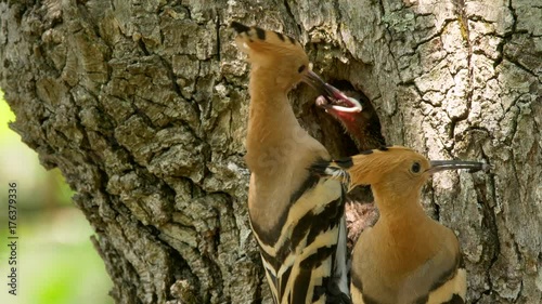 Eurasian hoopoe (Upupa epops) nesting photo