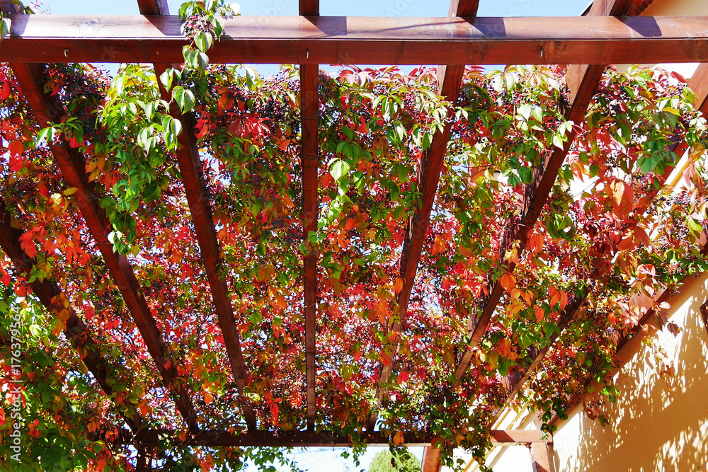 Foto Stock Virginia creeper autumn leaves and berries covering a wooden  pergola attached to a house wall (Parthenocissus quinquefolia) | Adobe Stock
