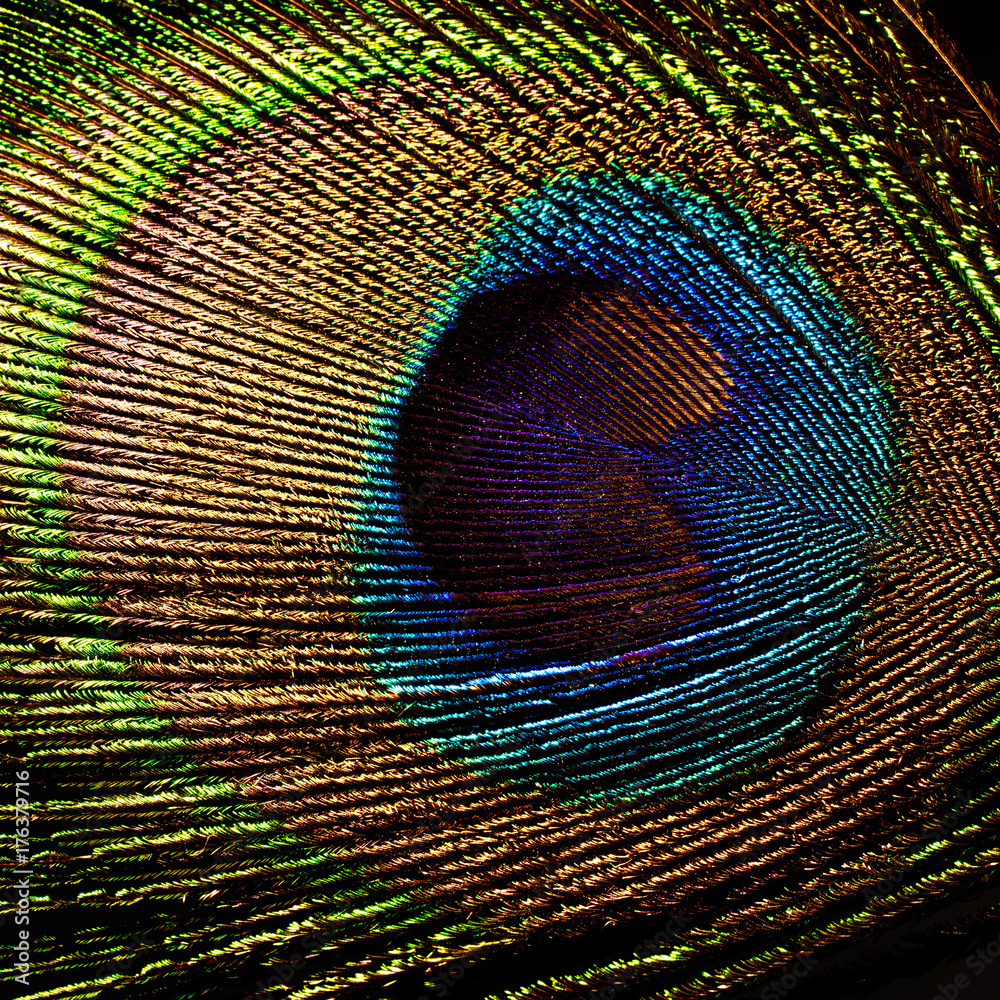 Obraz premium peacock feather isolated on black