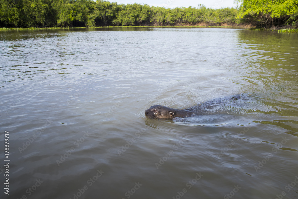 Fototapeta premium Riesenotter schwimmt im Fluss