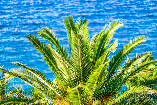 Palm tree and sea