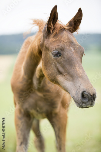 Neugieriger Trakehner Fohlen auf der Weide