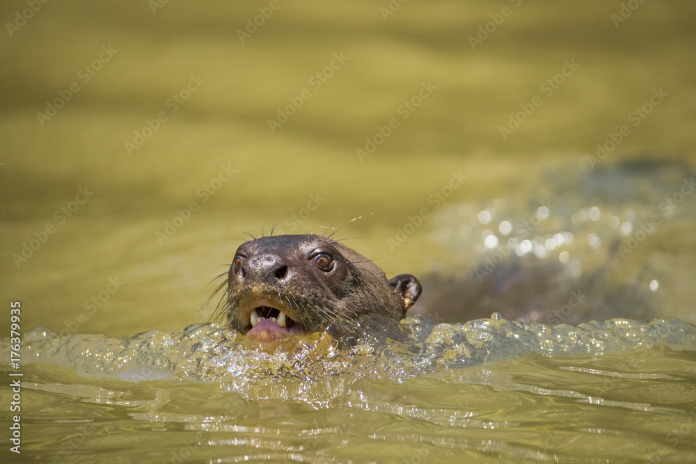 Obraz premium Riesenotter auf Beutesuche