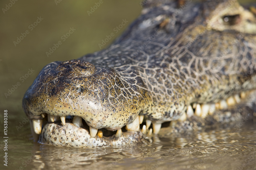 Fototapeta premium Kaiman im Fluss