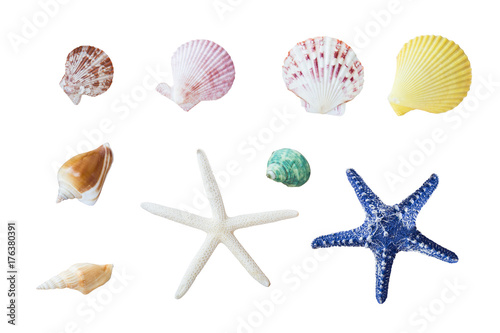 collection of sea shell, star fish for decoration in your ad.
