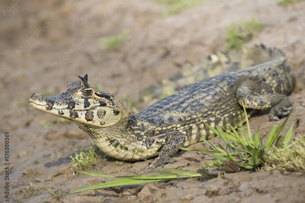 Naklejka premium Junger Kaiman am Ufer
