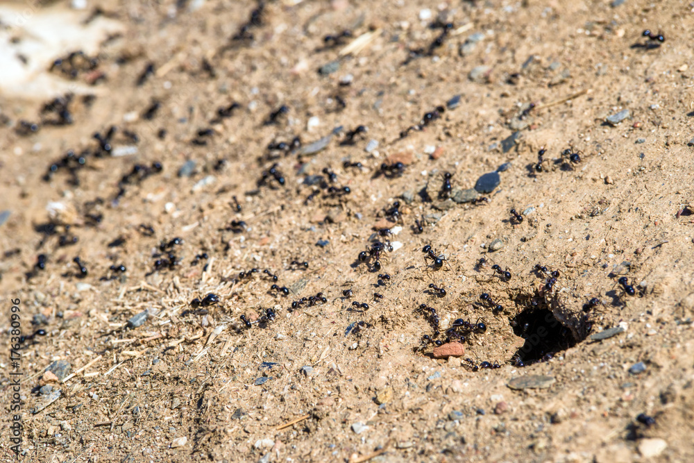 Ants and anthill Ants and anthill