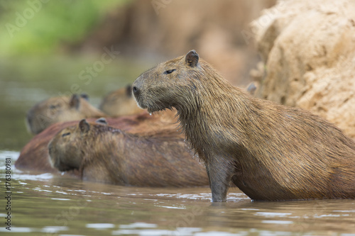 Wasserschweine ruhen im Fluss