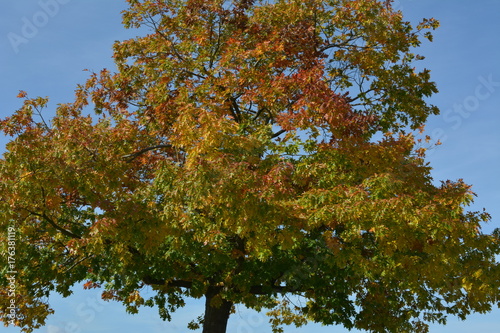 Baum im Herbst © gameboyfoto