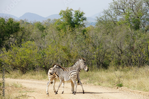 Burchell Zebra Kruger National Park photo