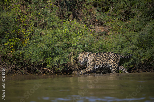 Jaguar auf Beutesuche im Fluss