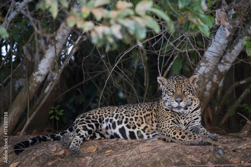 Jaguar beobachtet die Umgebung © aussieanouk