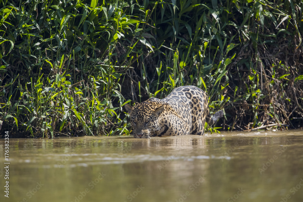 Jaguar auf Beutesuche im Fluss Jaguar auf Beutesuche im Fluss