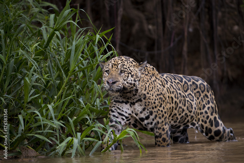Jaguar auf Beutesuche am Ufer