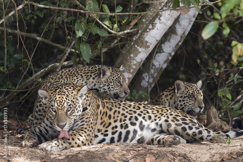 Jaguar mit Jungen putzen sich