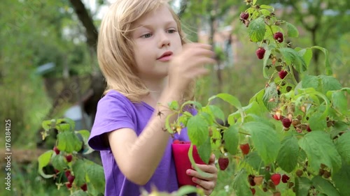the child collects raspberries