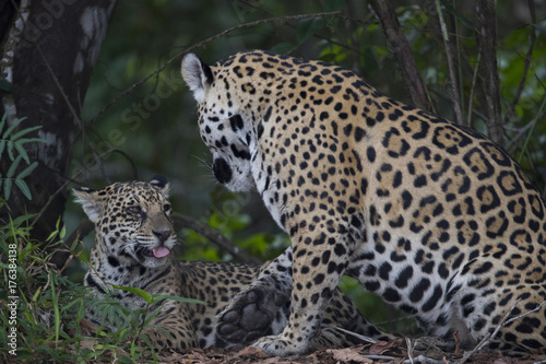 Jaguar mit Jungen © aussieanouk