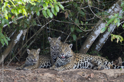 Jaguar mit Jungen © aussieanouk