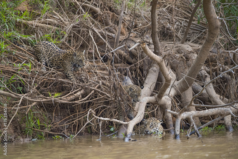 Jaguar geht mit Jungen zum Fluss Jaguar geht mit Jungen zum Fluss