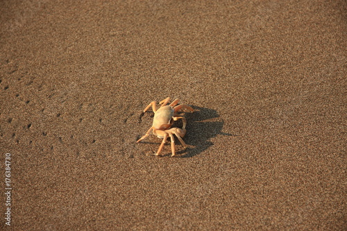 Cute crab walking on the beach.