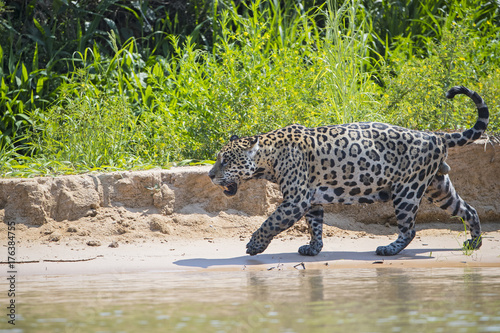 Jaguar streift am Ufer entlang