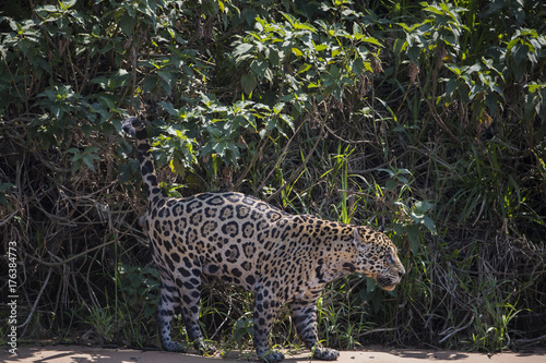 Jaguar markiert sein Revier