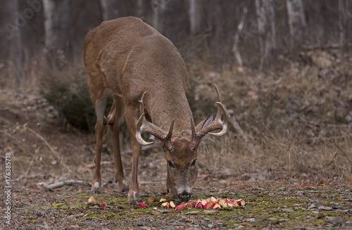 White-tailed deer buck in the forest eating apples in Ottawa, Canada