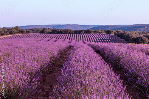 Blooming lavender flowers field with blue sky and copyspace