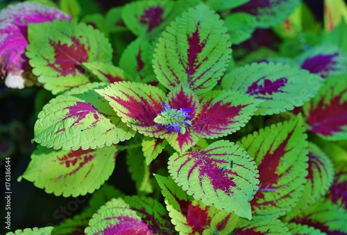 Red and green leaves of the coleus plant, Plectranthus scutellarioides